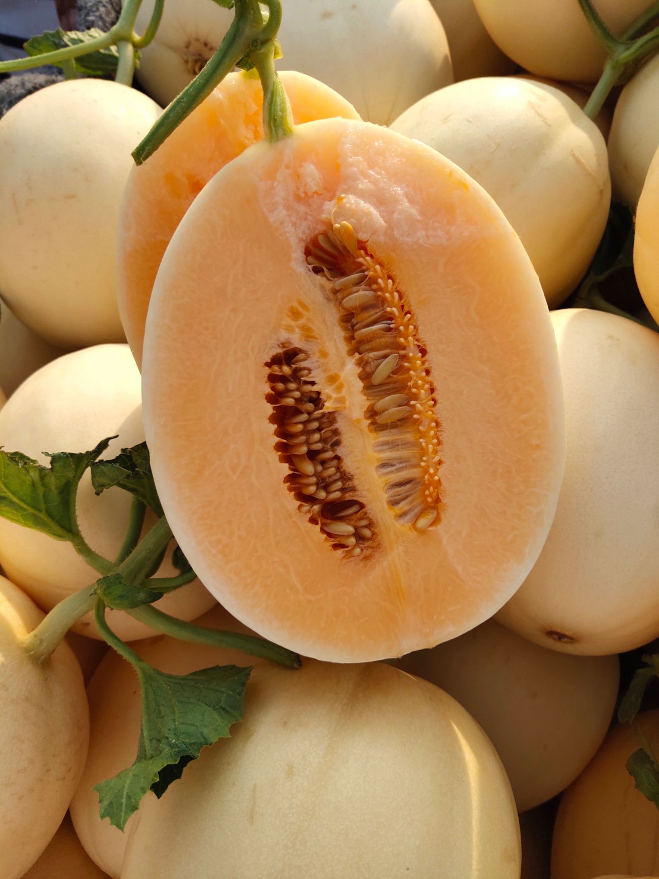 梨瓜  山东莘县 红肉脆梨 红金蜜白皮红肉甜瓜 脆蜜一号甜瓜