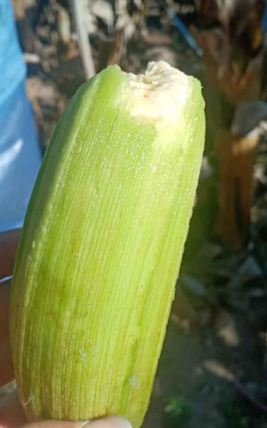 西双版纳香蕉 精品货只要你来，我保证让你满意