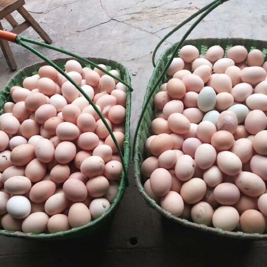 枞阳县鸡种蛋  种蛋散养土鸡蛋360个净重30斤以上