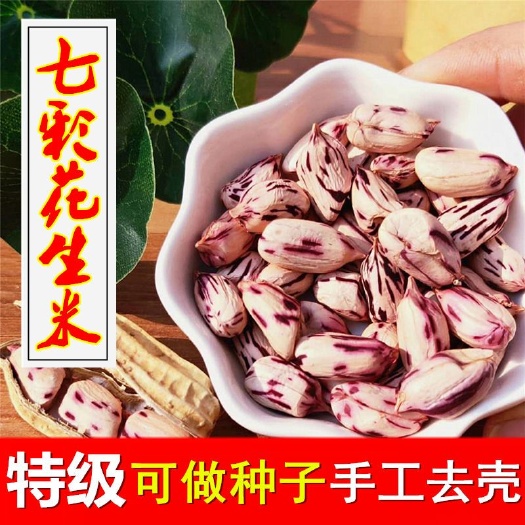 杞县 富晒七彩花生带壳水果花生种子孔雀花生