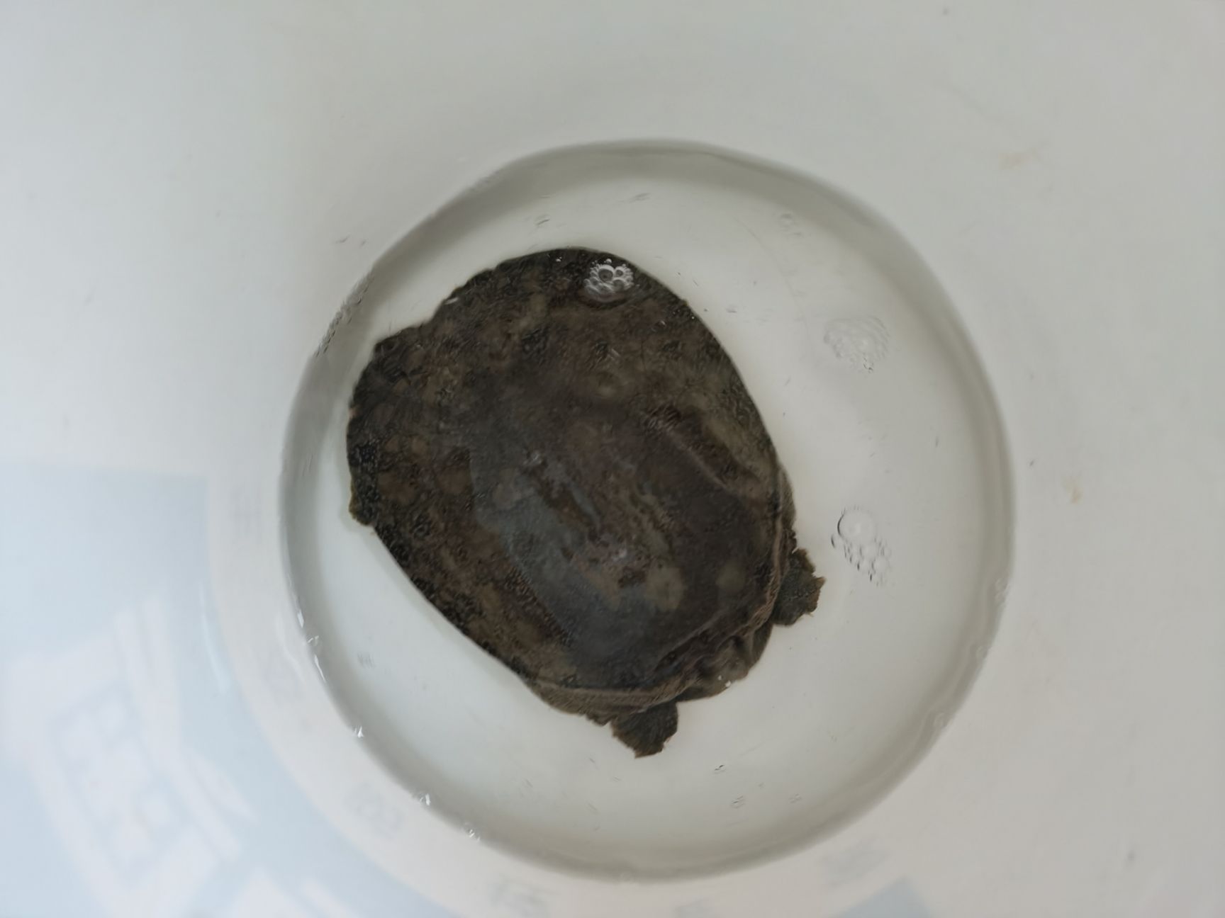  蟹，甲鱼