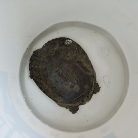上海 蟹，甲鱼