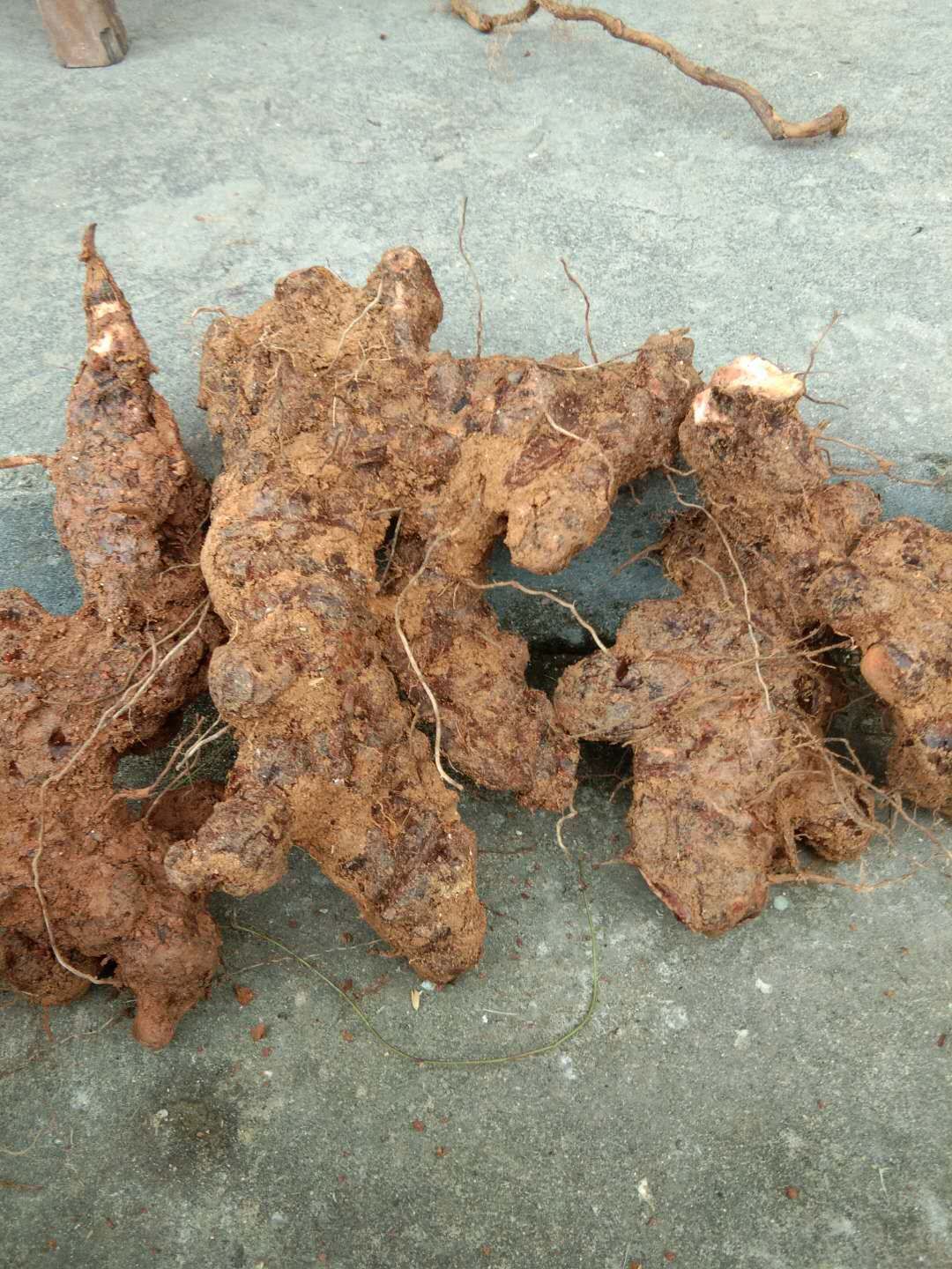 土茯苓