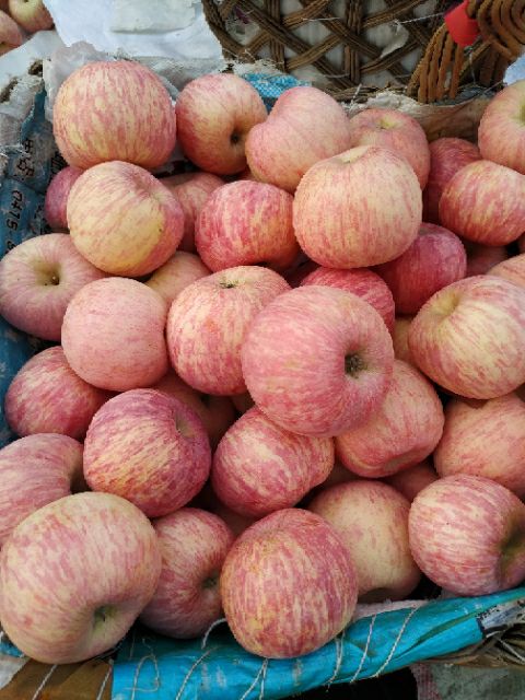 高原苹果  山东淄博沂源苹果大量上市