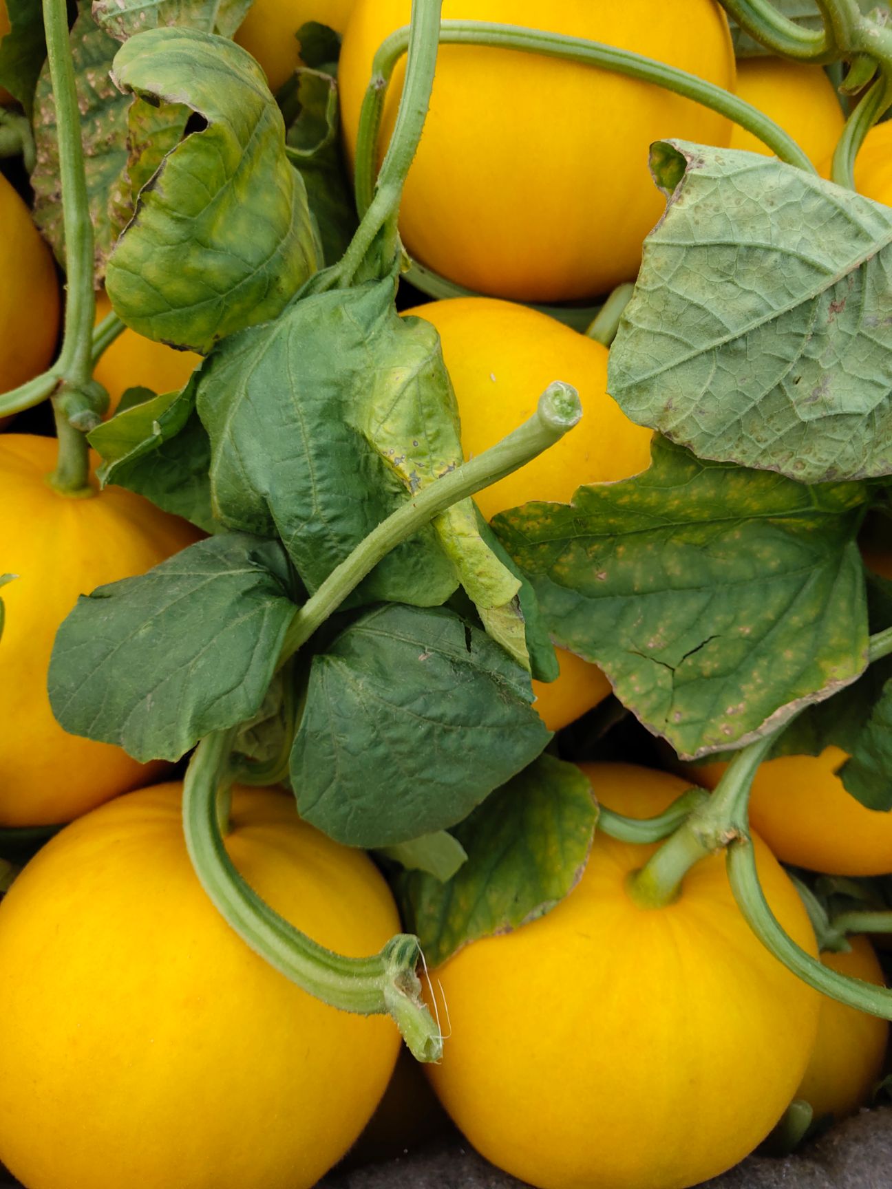  瑞红 久红瑞 九红甜瓜海量供应