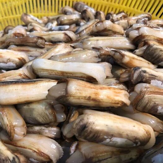 海蛏   大蛏子40个左右每斤活鲜大蛏子