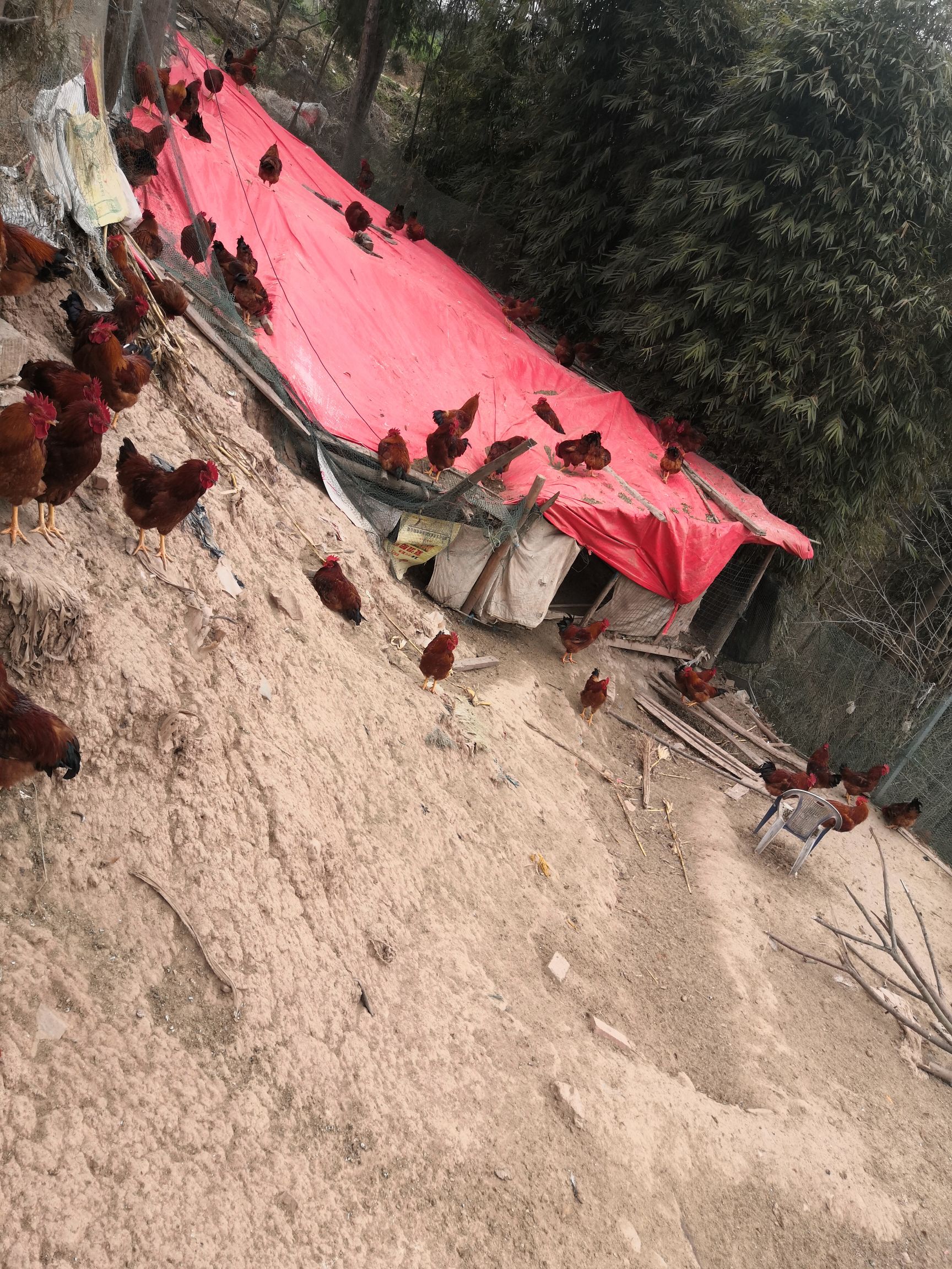  正宗散养鸡