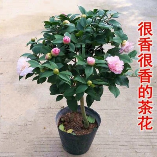 平邑县 五色赤丹茶花盆栽花卉植物室内四季 带花苞名贵茶花苗