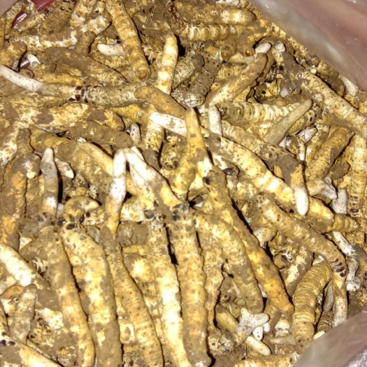 凯里市 高原虫草