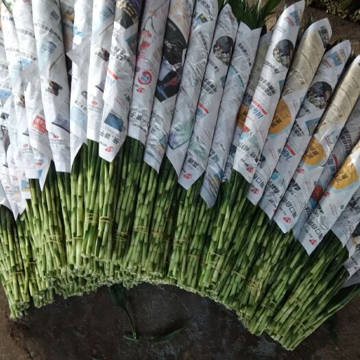 海口富贵竹是养在家的好植物，能净化空气，有希要的客户联系