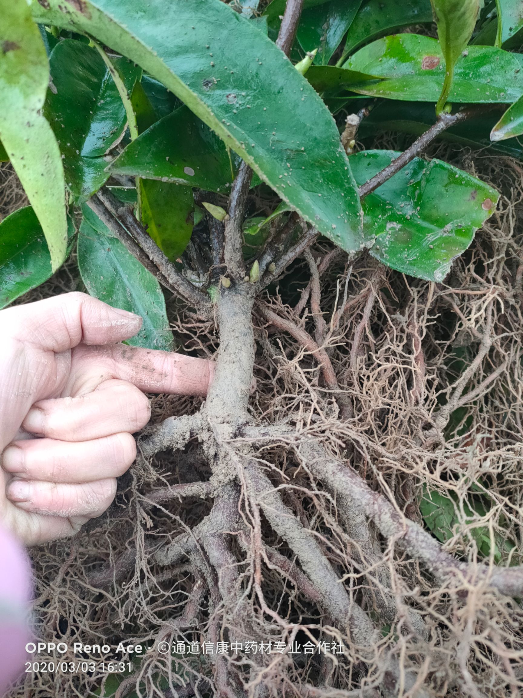 粉紅黑老虎苗  三年實(shí)生苗  定植第二年可掛果 提供一對(duì)一技術(shù)指導(dǎo)