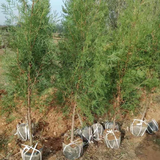 莒南县侧柏苗  侧柏，好而不贵
