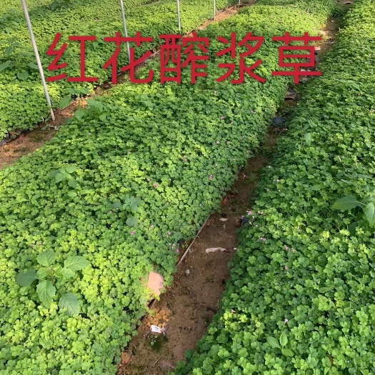 漳浦县紫花风铃木