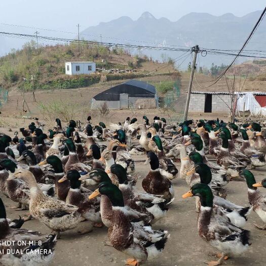 织金县 青头鸭 六个月