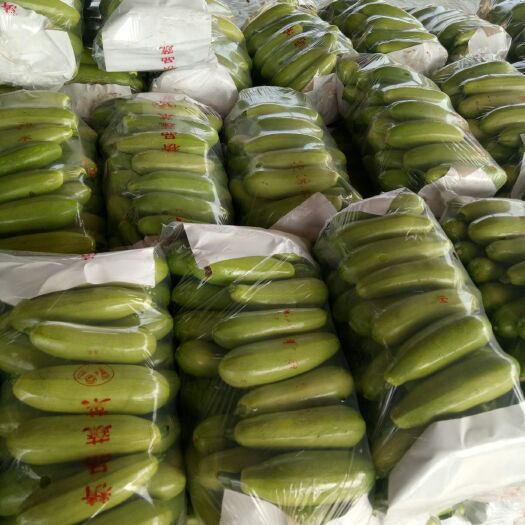 聊城绿皮西葫芦 混装通货