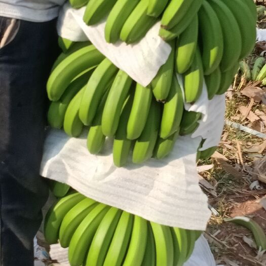 勐腊县西双版纳香蕉 精品货只要你来，我保证让你满意