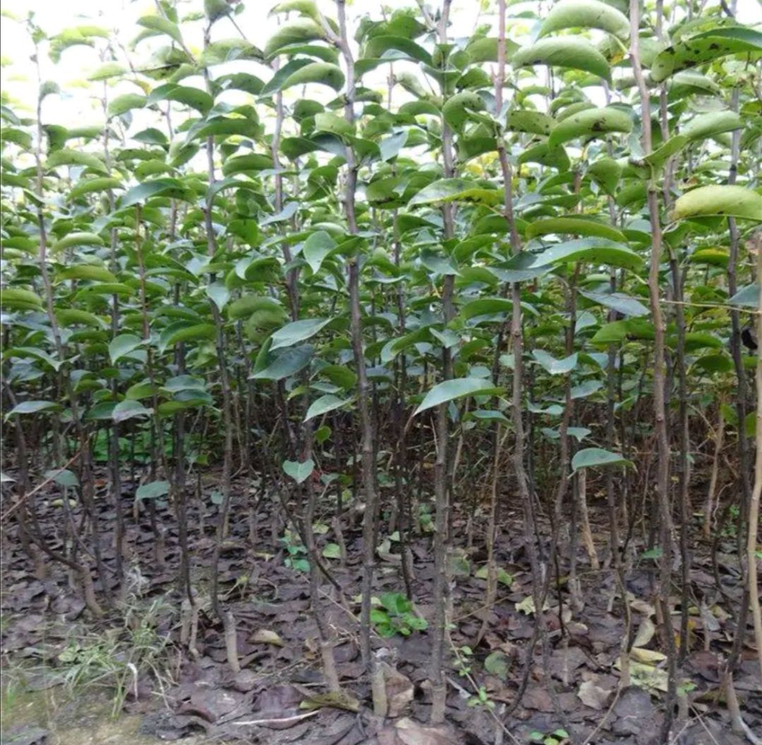 绿宝石梨苗  优质梨苗，基地直发，品种齐全