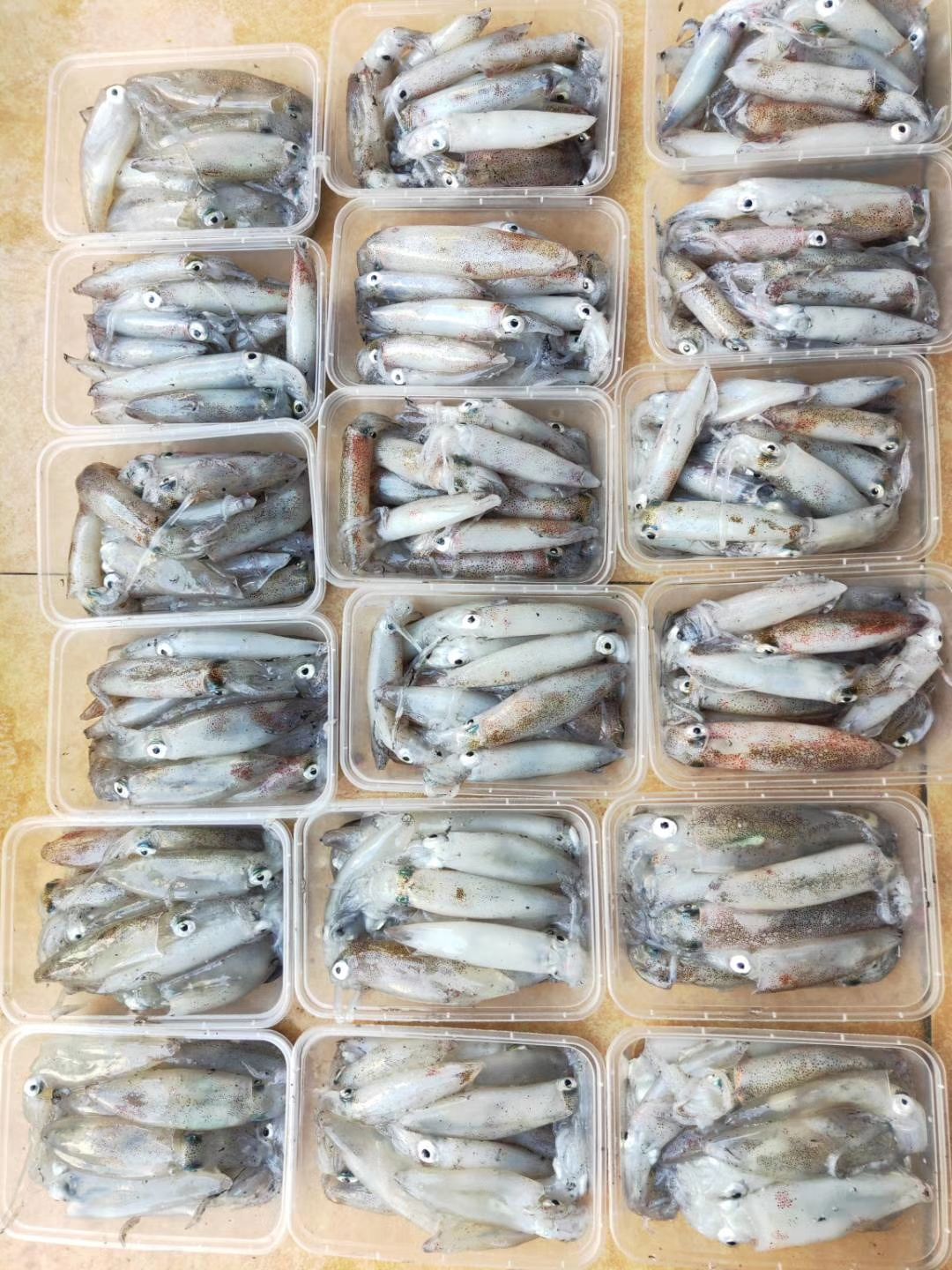 东海鱿鱼