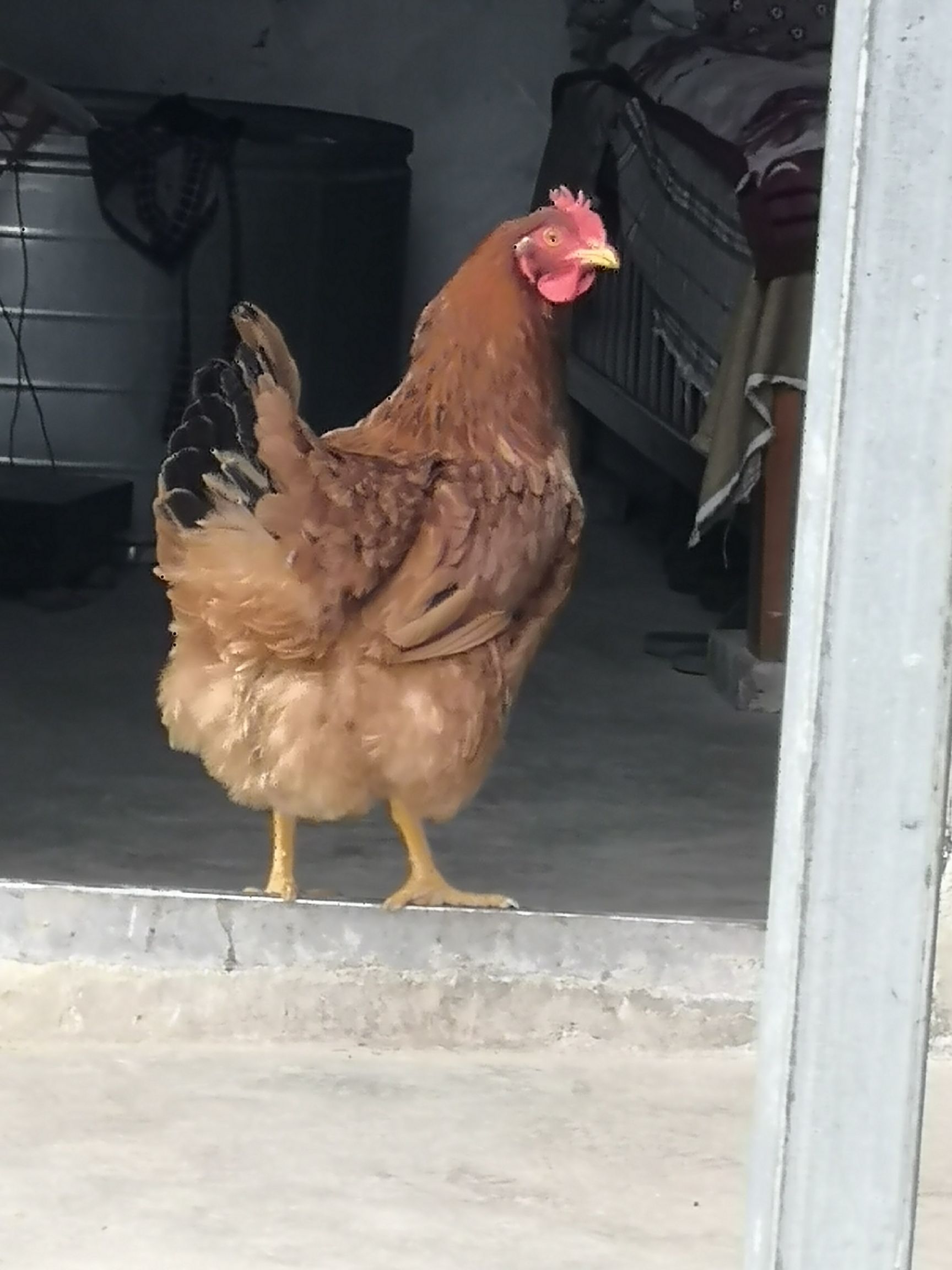  正宗散养鸡