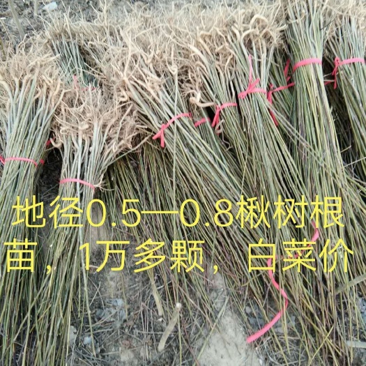 周口 0.5～0.8公分楸树苗，价格便宜，有需要可以联系