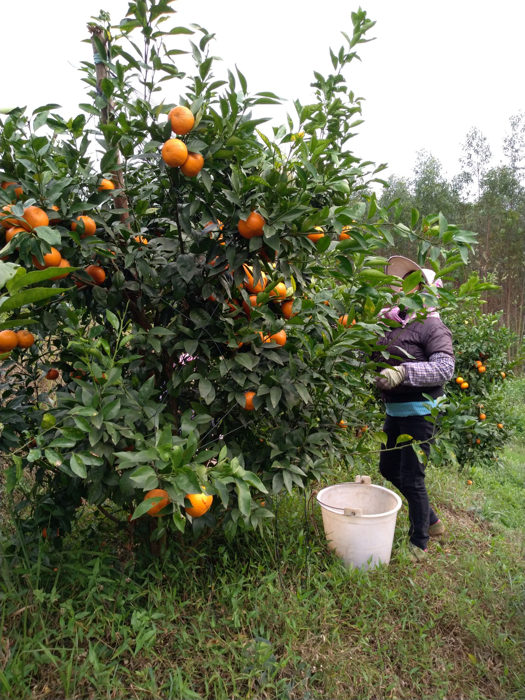 广西自家沃柑自产自销,全国包邮一件代发,只要吃过就会再买.
