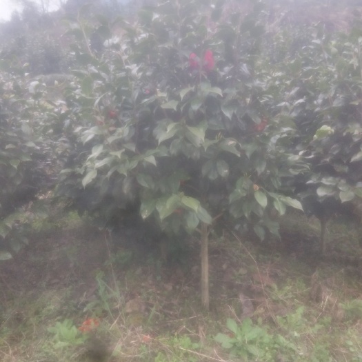 湄潭县 茶花（5龄苗）