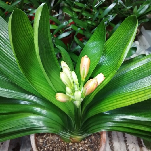 长春君子兰种子 箭苞大量上市（包邮除港澳台，新疆，西藏，海南）