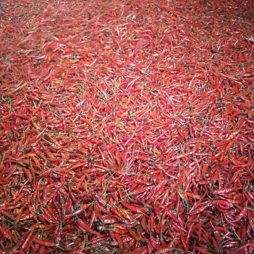 柘城县艳红干辣椒