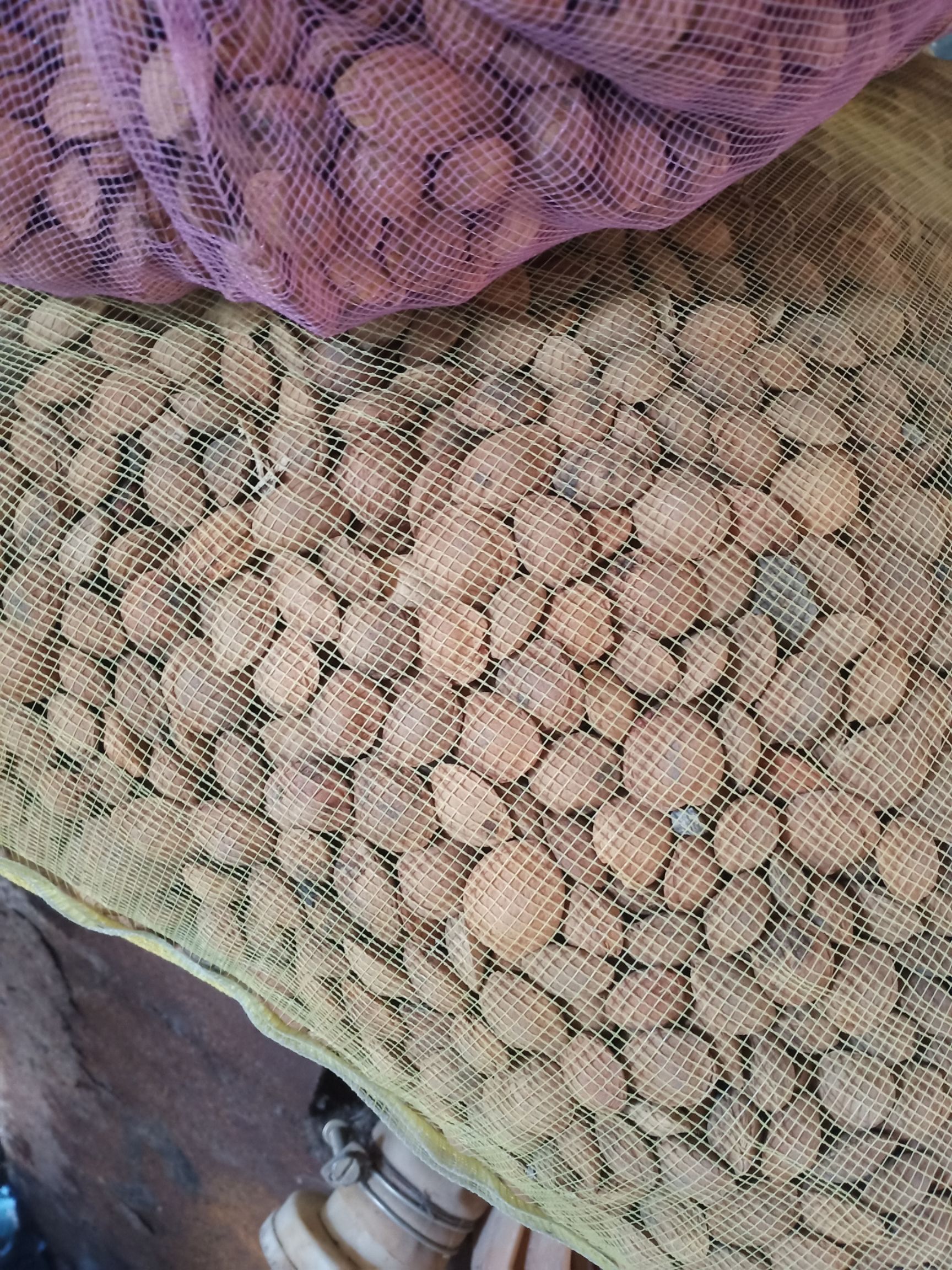 山杏种子  新手选山杏子种子，颗粒饱满，色泽鲜亮自用多余出售