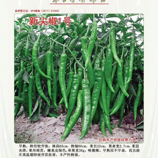 富顺县羊角椒种子 深绿色羊角椒，口感好，产量高。新尖椒一号