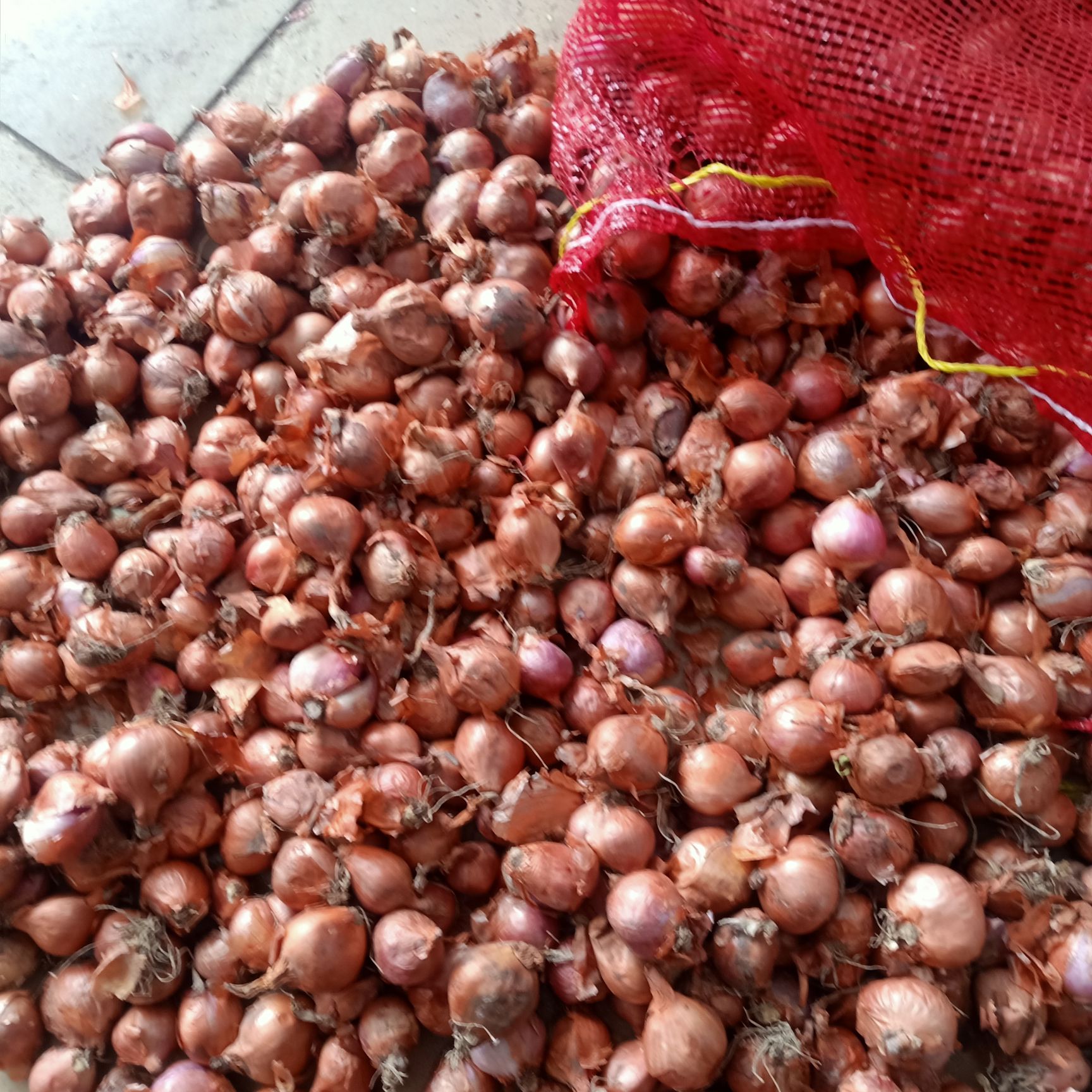  出售东北八瓣蒜，四六瓣毛葱种子，