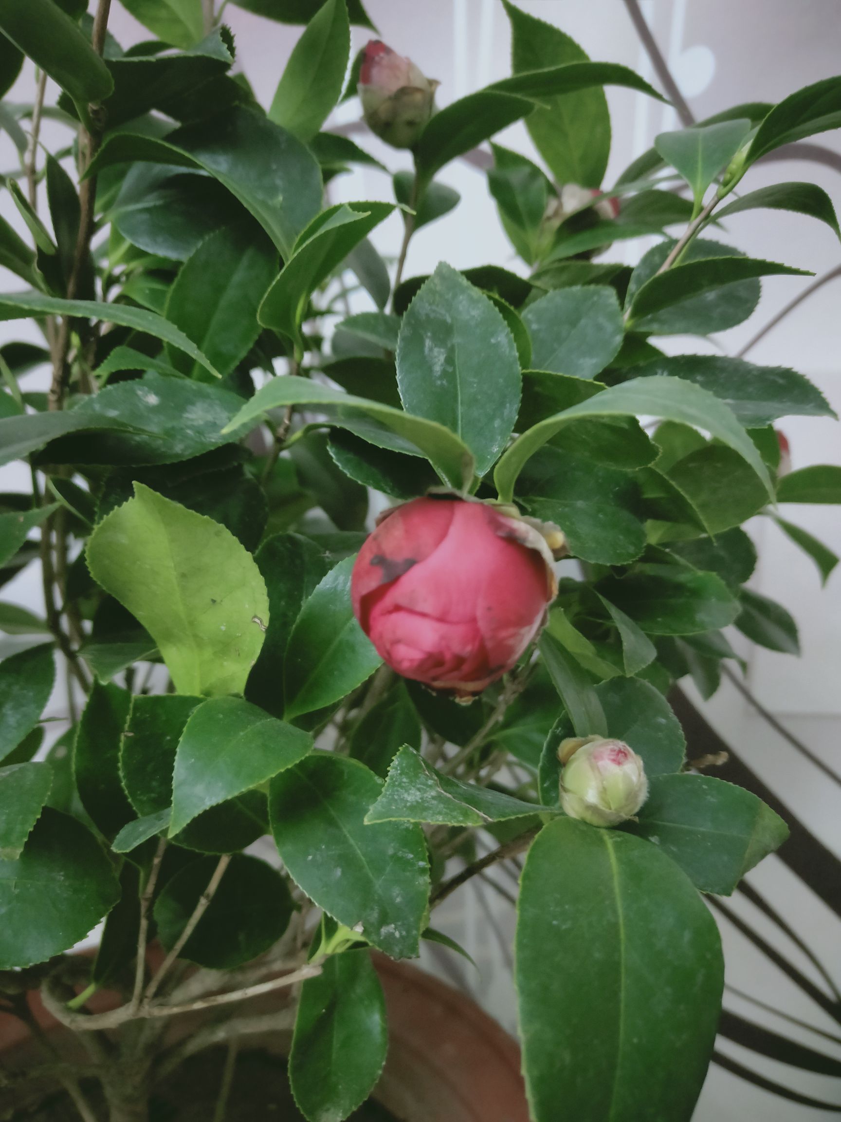  五色赤丹茶花盆栽花卉植物室内四季 带花苞名贵茶花苗