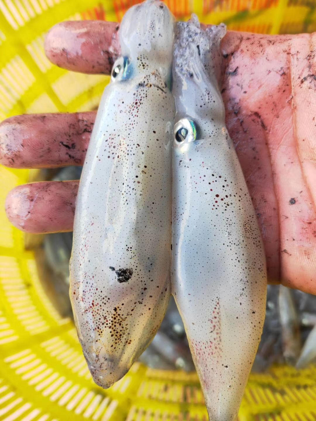 东海鱿鱼