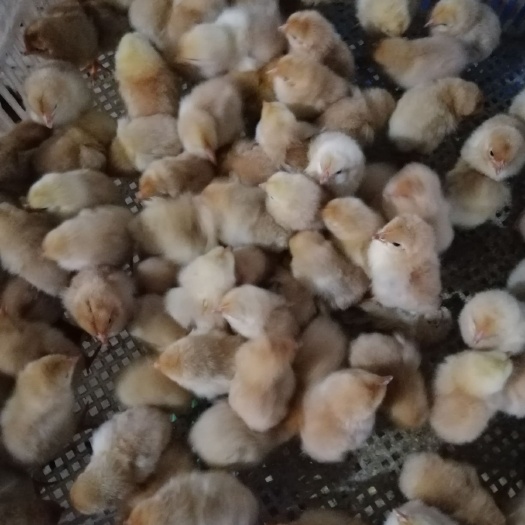 南宁三黄鸡苗，厂家直销，包疫苗活