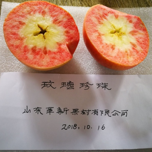东明县 出售红肉苹果树苗