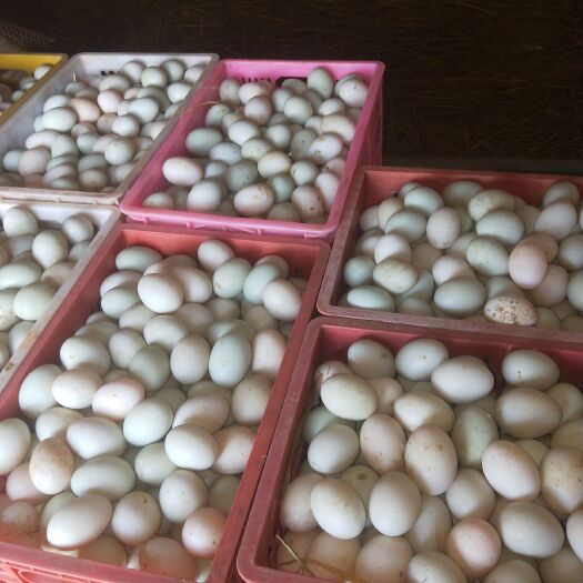 武义县白鸭蛋  大量新鲜鸭蛋批发出售，半散养鸭群出售