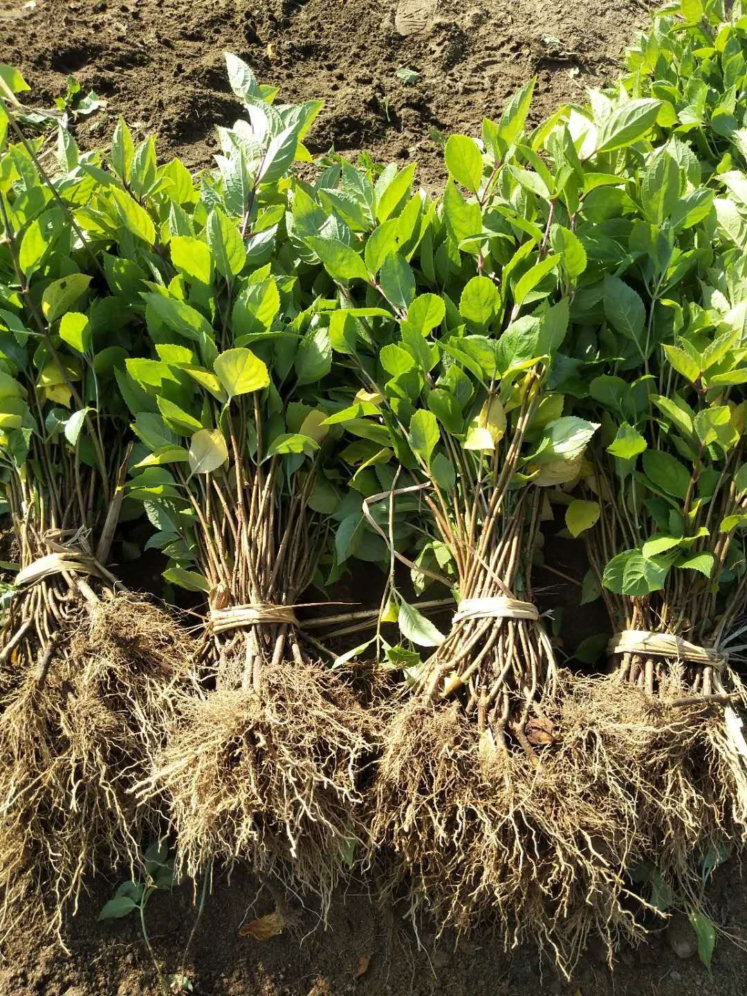 开原市选好品种黑果花楸 请到这里来 农户一手货源 全国包邮