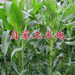 衡水 纯玉米面