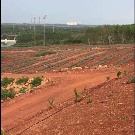 昌江县农场 基地转租