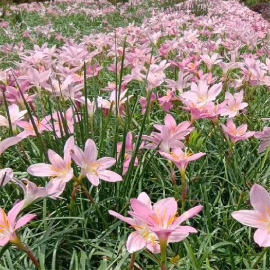 长沙香草兰 基地直销  葱兰  韭兰  红花  百花  工程苗木 庭院观