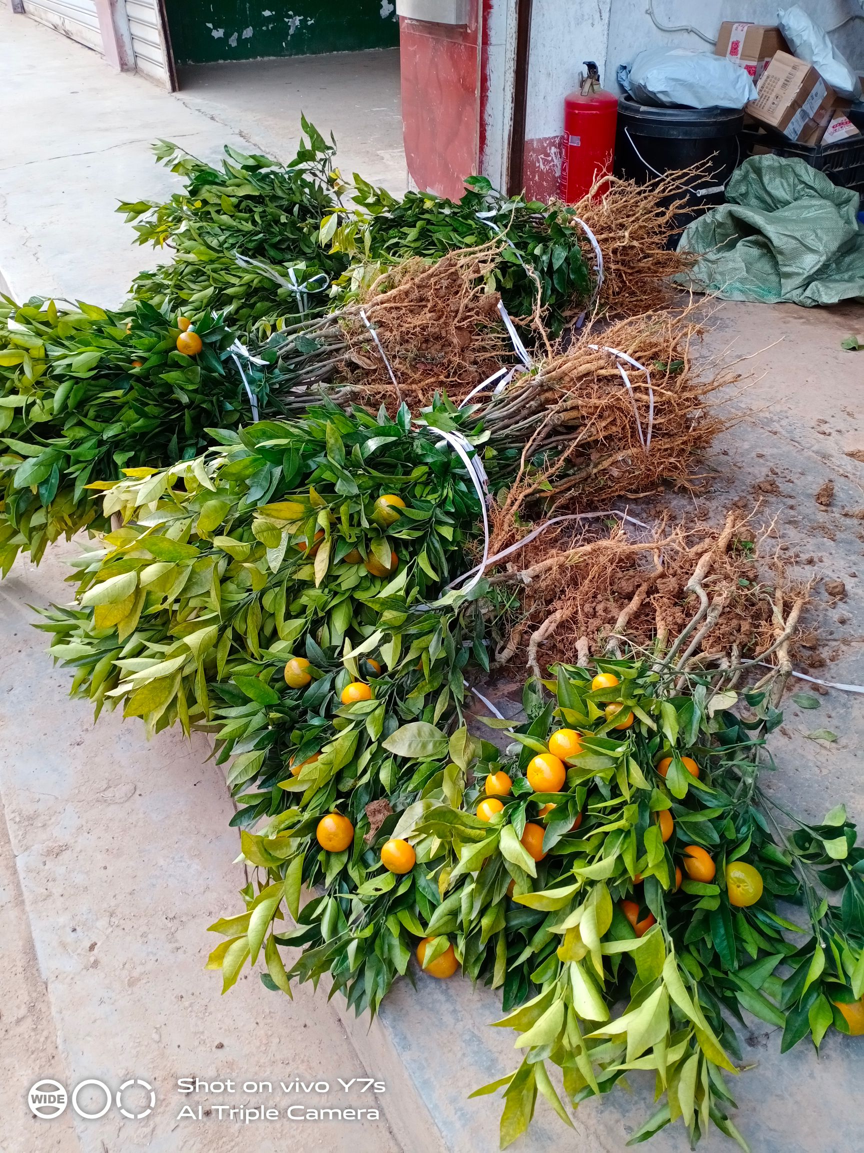 脆皮金桔苗  金桔苗嫁接苗50公分高带果发货包邮