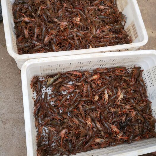 监利市 优质小龙虾苗