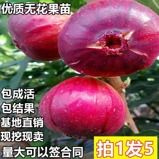 平邑县 波姬红无花果树苗。自家育苗。品种纯度高。南北方均可栽培。