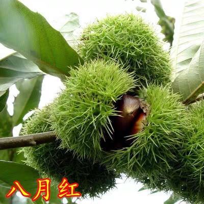 平邑县沂蒙板栗苗 八月红板栗苗，基地直销量大，现挖现卖，包证质量
