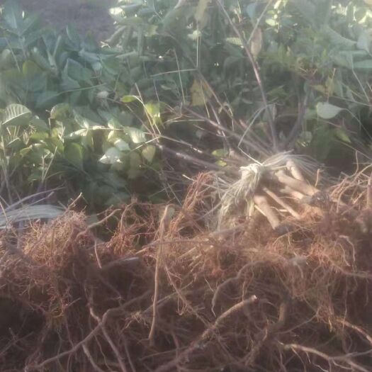 樟树市吴茱萸苗 纯正中花吴茱萸树苗，产量高成活率高，易栽培可提供技术支
