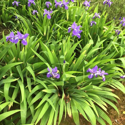 长沙 批发湖南燕尾 燕尾草 蝴蝶蓝花燕尾 兰花燕尾 四季常青 价格