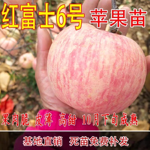 平邑县红富士苹果苗 红富士六号烟十苹果苗冰糖心红肉苹果苗产地直发保质量品种
