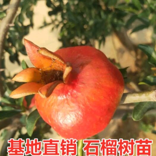 平邑县蒙阳红石榴苗  优质石榴树苗，品种齐全，自家种植，现挖现卖
