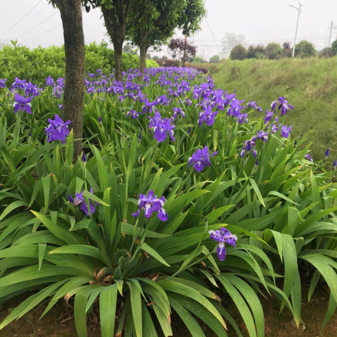  批发湖南燕尾 燕尾草 蝴蝶蓝花燕尾 兰花燕尾 四季常青 价格