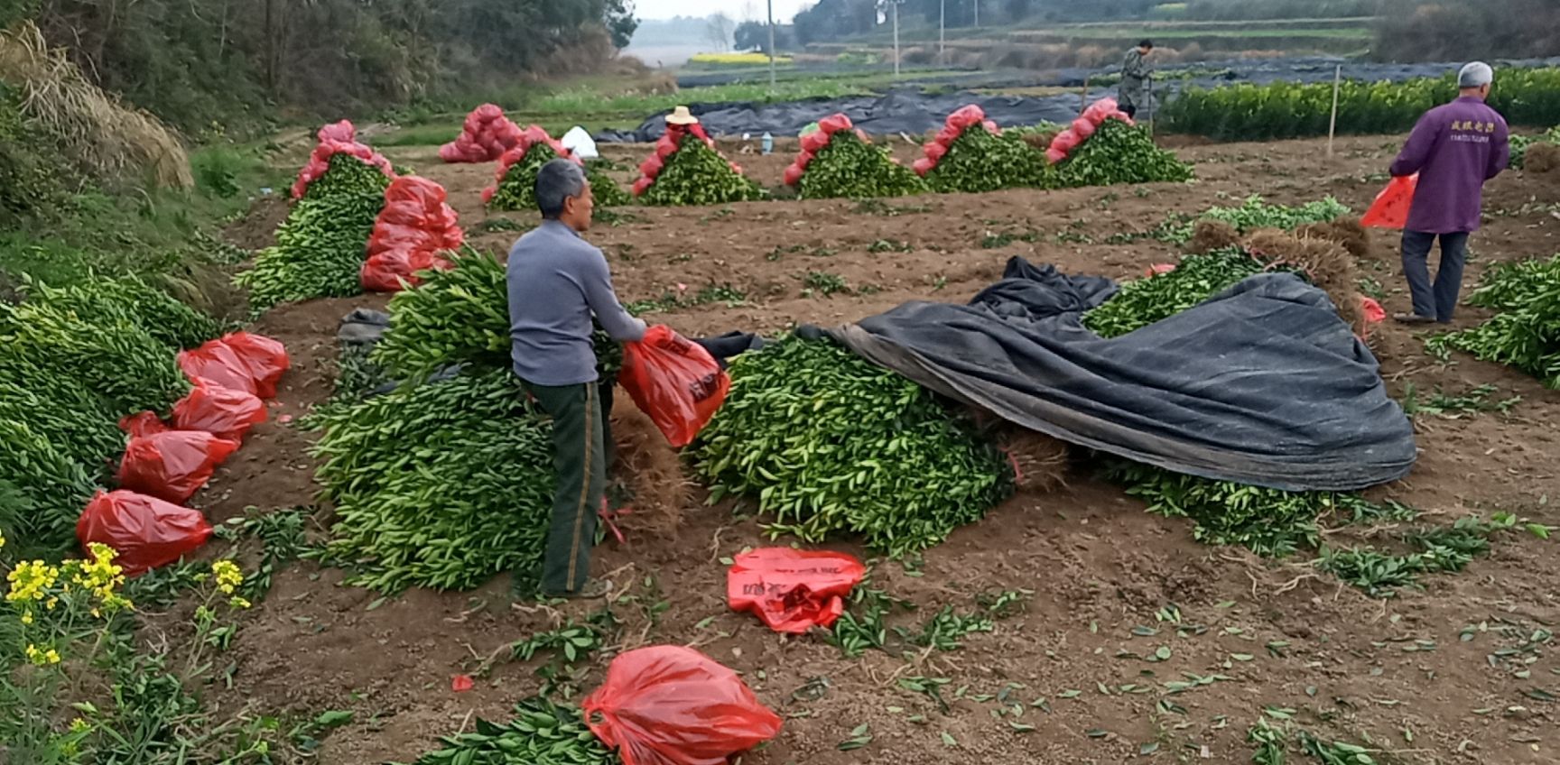 大分四号柑桔苗  柑橘苗大分四号 特早熟柑橘 八月下旬成熟